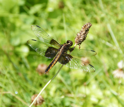 Dragon fly in the park