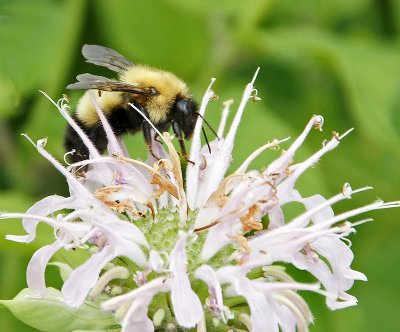 flower bridge-Bee on ?