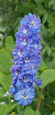 flower bridge-Delphinium