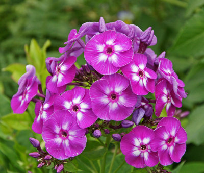 flower bridge-Phlox?