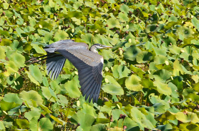 great meadows-9/12/14 - great blue heron
