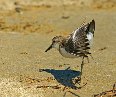 Winthrop-140907-shore bird