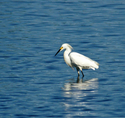 Snowy Egret - Lewis Lake