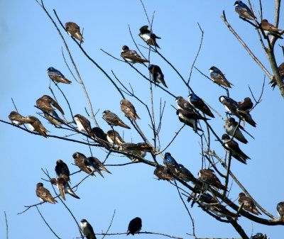 plum island-8/11/14 - Swallows