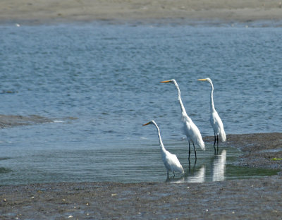 cape ann-3 Egrets - Wingaersheek Beach area