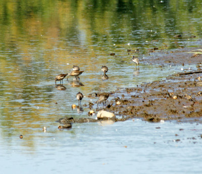lewis lake- Short billed dowitchers