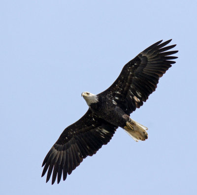 Medford Dam - Eagle fly over 10-26-14