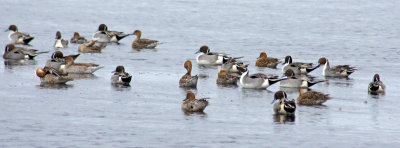 merritt-Northern Pintails mostly