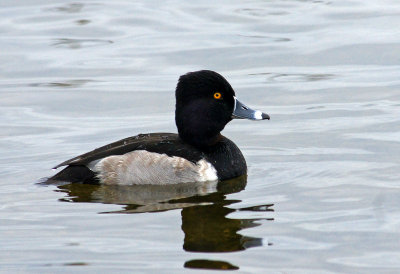 viera wetland- Ringed  neck duck