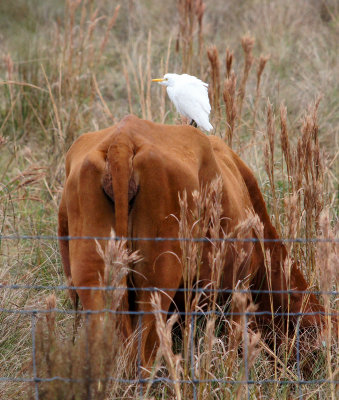 viera wetland-Cattle Egret actually on a cow