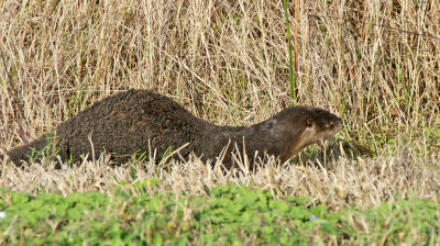 viera-otter