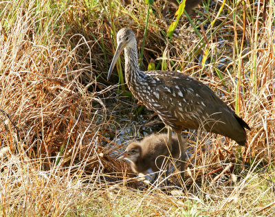 viera-Limpkin and baby.
