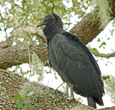 myakka-Black Vulture