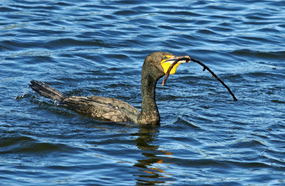 venice rookery-Cormorant with stick