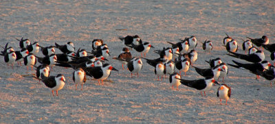 venice-Skimmers on  venice beach at sunset