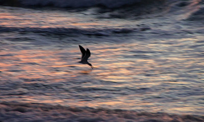 venice-Skimmer skimming at sunset