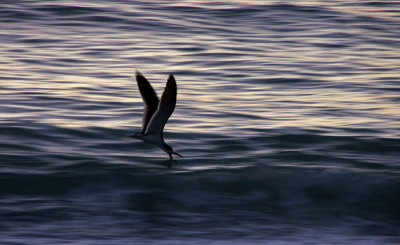venice-Skimmers skimming at sunset