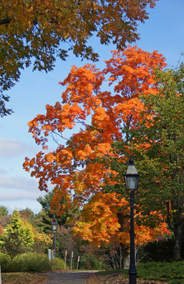 tower hill-141003- fall colors