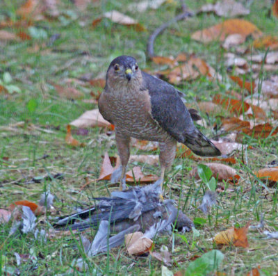 backyard hawk-10/16/14 - with mouning dove probably - very low light