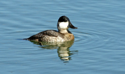plum island-reservoir area - ruddy duck - Male