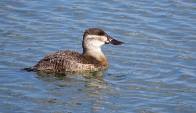 plum island-reservoir area - ruddy duck - Female