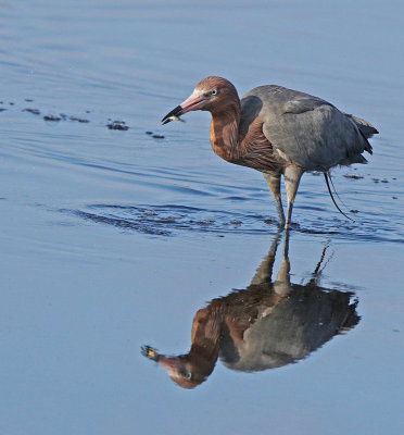 Merritt-Reddish egret with goodie