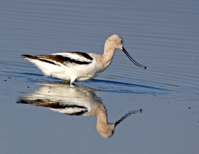 Merritt-Avocet