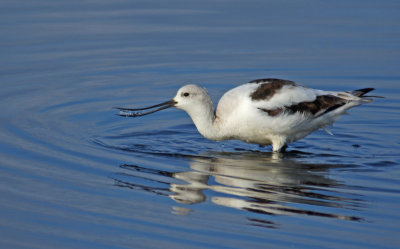 merritt-Avocet