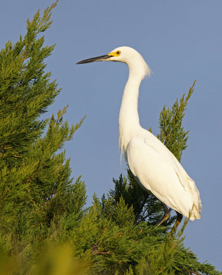 Merritt- Snowy Egret