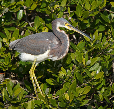 Merritt-Tricolored Heron