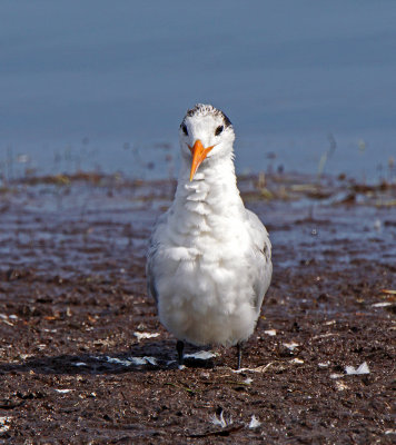 Merritt-Tern