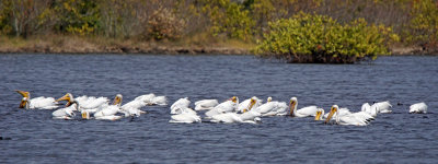 Merritt-White pelicans