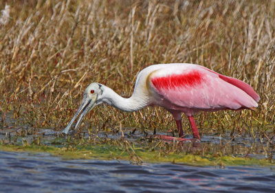 Merritt-Roseate Spoonbill