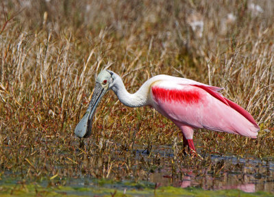 Merritt- Roseatte Spoonbill