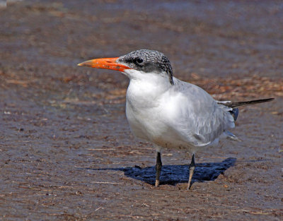Merritt-Immature caspian tern probably