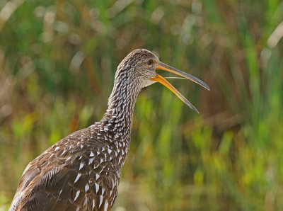 viera-Limpkin