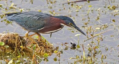 viera-Green Heron ready to strike