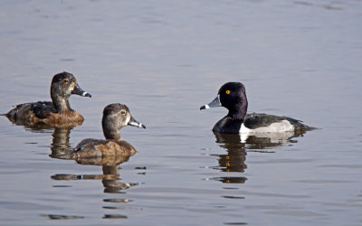 viera-Ring neck duck