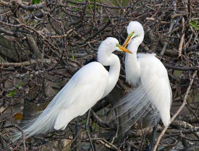 wako-Egrets