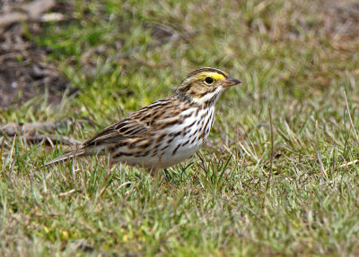 4/29/15 Savannah Sparrow