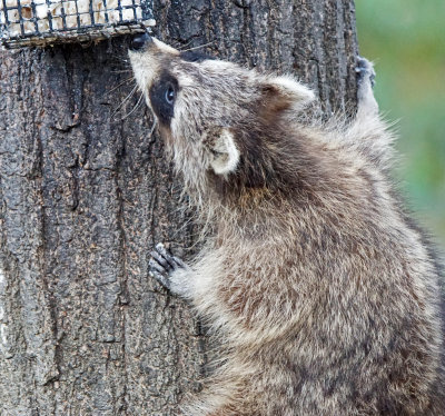 raccoon-150417-03063ed.jpg