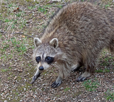 raccoon-150417-03146ed.jpg