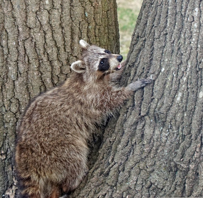 raccoon-150417-03148ed_edited-1.jpg