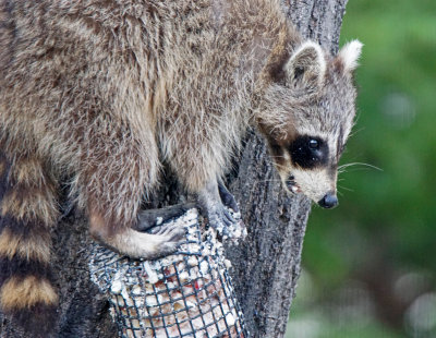 raccoon-4/17/15
