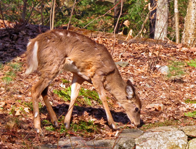 5/18/15- Deer
