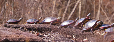 4/18/15 - turtles