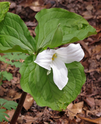 Large FLowered Trillium