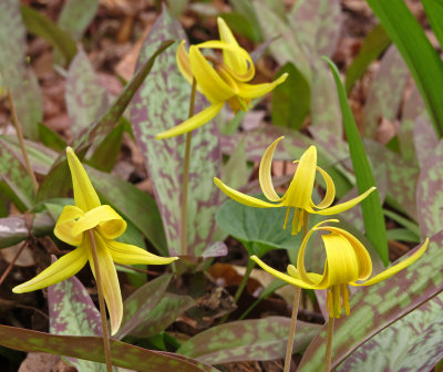 Trout Lilies