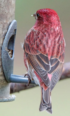 purple finch-4-23-15