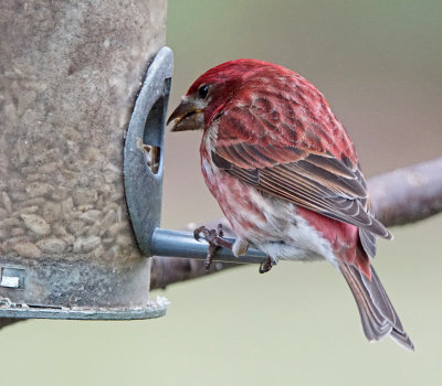 purple finch-4-23-15